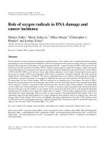 Role of oxygen radicals in DNA damage and cancer incidence