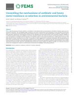 Unravelling the mechanisms of antibiotic and heavy metal resistance co-selection in environmental bacteria