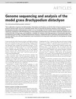 Genome sequencing and analysis of the model grass Brachypodium distachyon