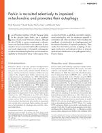 Parkin is recruited selectively to impaired mitochondria and promotes their autophagy