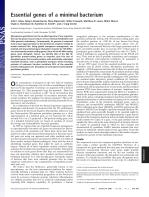 Essential genes of a minimal bacterium