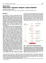 Protein kinase C isoenzymes: divergence in signal transduction?