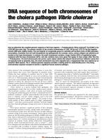 DNA sequence of both chromosomes of the cholera pathogen Vibrio cholerae