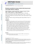 Microbial reconstitution reverses maternal diet-induced social and synaptic deficits in offspring