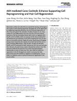 AAV-mediated Gene Cocktails Enhance Supporting Cell Reprogramming and Hair Cell Regeneration