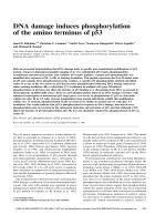 DNA damage induces phosphorylation of the amino terminus of p53