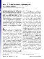 Role of target geometry in phagocytosis