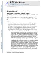 Dynamic molecular processes mediate cellular mechanotransduction