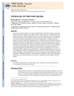 THE BIOLOGY OF FRACTURE HEALING