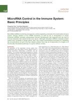 MicroRNA Control in the Immune System: Basic Principles
