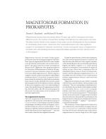 MAGNETOSOME FORMATION IN PROKARYOTES