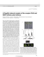 A flagellin-induced complex of the receptor FLS2 and BAK1 initiates plant defence