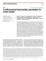 A self-powered intracardiac pacemaker in swine model