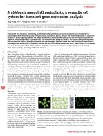 Arabidopsis mesophyll protoplasts: a versatile cell system for transient gene expression analysis
