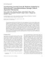 Transforming Growth Factor-β1 Mediates Epithelial to Mesenchymal Transdifferentiation through a RhoA-dependent Mechanism