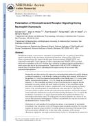 Polarization of Chemoattractant Receptor Signaling During Neutrophil Chemotaxis