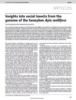 Insights into social insects from the genome of the honeybee Apis mellifera