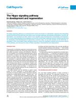 The Hippo signaling pathway in development and regeneration