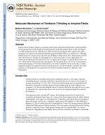 Molecular Mechanism of Thioflavin-T Binding to Amyloid Fibrils
