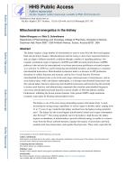 Mitochondrial energetics in the kidney
