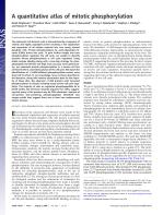 A quantitative atlas of mitotic phosphorylation
