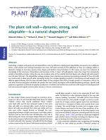 The plant cell wall—dynamic, strong, and adaptable—is a natural shapeshifter
