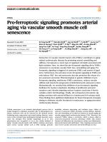 Pro-ferroptotic signaling promotes arterial aging via vascular smooth muscle cell senescence