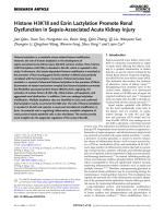Histone H3K18 and Ezrin Lactylation Promote Renal Dysfunction in Sepsis-Associated Acute Kidney Injury