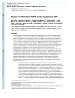 Structure of Mammalian AMPK and its regulation by ADP
