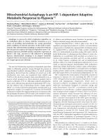 Mitochondrial Autophagy Is an HIF-1-dependent Adaptive Metabolic Response to Hypoxia