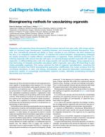 Bioengineering methods for vascularizing organoids