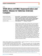 TFEB drives mTORC1 hyperactivation and kidney disease in Tuberous Sclerosis Complex