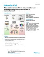 Visualization of translation reorganization upon persistent ribosome collision stress in mammalian cells
