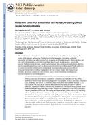 Molecular control of endothelial cell behaviour during blood vessel morphogenesis