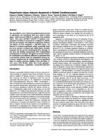 Reperfusion Injury Induces Apoptosis in Rabbit Cardiomyocytes